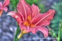 Blume_1_2_tonemapped.jpg